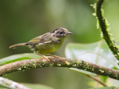 <i class='fa fa-user'></i>&nbsp;Paul van Giersbergen&nbsp;|   Costaricaanse Zanger&nbsp; <i class='fa fa-eye'>&nbsp;187</i> &nbsp; <i class='fa fa-comment-o'>&nbsp;1</i>