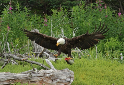 Hallo allemaal, ik ben nieuw op Birdpix en hier mijn allereerste post van afgelopen vakantie. 

Tijdens een kayaktocht in de Kachemak Bay kwam ik deze fraaie Amerikaanse Zeearend tegen met prooi (silver salmon). Hij/zij hopte van de ene plek naar de andere om te voorkomen dat raven mee konden profiteren van de mooie vangst. 

Was erg lastig om goed scherp te stellen vanuit een hobbelende kayak op de golven, maar is toch redelijk goed gelukt naar mijn mening.