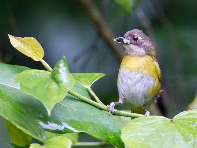 <i class='fa fa-user'></i>&nbsp;Paul van Giersbergen&nbsp;|   Briltangare&nbsp; <i class='fa fa-eye'>&nbsp;185</i> &nbsp; <i class='fa fa-comment-o'>&nbsp;1</i>