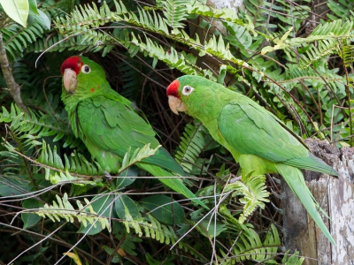 <i class='fa fa-user'></i>&nbsp;Paul van Giersbergen&nbsp;|   Finsch' Aratinga&nbsp; <i class='fa fa-eye'>&nbsp;257</i> &nbsp; <i class='fa fa-comment-o'>&nbsp;3</i>