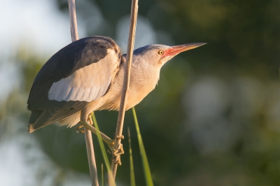 <i class='fa fa-user'></i>&nbsp;Vincent Vuik&nbsp;|   Woudaap&nbsp; <i class='fa fa-eye'>&nbsp;683</i> &nbsp;<i class='fa fa-thumbs-up'>&nbsp;11</i> &nbsp; <i class='fa fa-comment-o'>&nbsp;28</i>