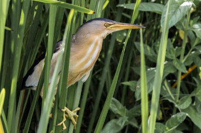 <i class='fa fa-user'></i>&nbsp;Rob wijn&nbsp;|   Woudaap&nbsp; <i class='fa fa-eye'>&nbsp;596</i> &nbsp;<i class='fa fa-thumbs-up'>&nbsp;7</i> &nbsp; <i class='fa fa-comment-o'>&nbsp;16</i>