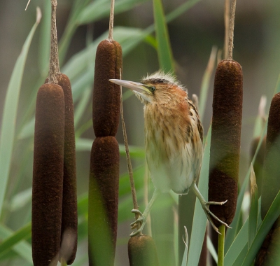 <i class='fa fa-user'></i>&nbsp;Marco Simonis&nbsp;|   Woudaap&nbsp; <i class='fa fa-eye'>&nbsp;570</i> &nbsp;<i class='fa fa-thumbs-up'>&nbsp;2</i> &nbsp; <i class='fa fa-comment-o'>&nbsp;20</i>