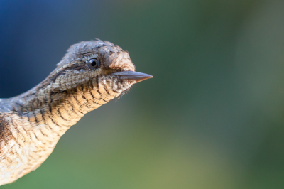 Vandaag heb ik het mooie werk van Vogelringer Bram Ubels mogen aanschouwen en kwam deze draaihals tegen. Wat deze jonge man een schat aan kennis bezit nou GEWELDIG.