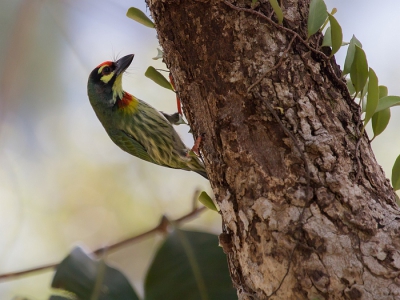 <i class='fa fa-user'></i>&nbsp;SylviavdSteen&nbsp;|   Kopersmid&nbsp; <i class='fa fa-eye'>&nbsp;280</i> &nbsp; <i class='fa fa-comment-o'>&nbsp;3</i>