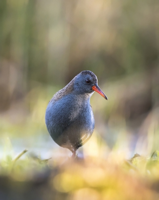 <i class='fa fa-user'></i>&nbsp;Bert Ooms&nbsp;|   Waterral&nbsp; <i class='fa fa-eye'>&nbsp;463</i> &nbsp;<i class='fa fa-thumbs-up'>&nbsp;12</i> &nbsp; <i class='fa fa-comment-o'>&nbsp;15</i>