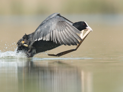 <i class='fa fa-user'></i>&nbsp;Wilfried Solarz&nbsp;|   Meerkoet&nbsp; <i class='fa fa-eye'>&nbsp;436</i> &nbsp;<i class='fa fa-thumbs-up'>&nbsp;6</i> &nbsp; <i class='fa fa-comment-o'>&nbsp;12</i>