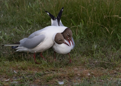 <i class='fa fa-user'></i>&nbsp;Marie-Jos� Boon&nbsp;|   Kokmeeuw&nbsp; <i class='fa fa-eye'>&nbsp;261</i> &nbsp; <i class='fa fa-comment-o'>&nbsp;2</i>