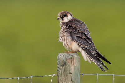 <i class='fa fa-user'></i>&nbsp;pjvantuil&nbsp;|   Roodpootvalk&nbsp; <i class='fa fa-eye'>&nbsp;660</i> &nbsp;<i class='fa fa-thumbs-up'>&nbsp;10</i> &nbsp; <i class='fa fa-comment-o'>&nbsp;11</i>