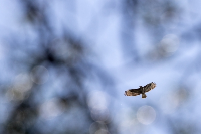Buizerd tussen de naaldbomen van Park de Hoge Veluwe bij vol zonlicht midden op de dag. Gebruik gemaakt van AF-On en op juiste moment afgedrukt.