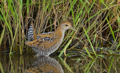 <i class='fa fa-user'></i>&nbsp;Jakob Keun&nbsp;|   Kleinst Waterhoen&nbsp; <i class='fa fa-eye'>&nbsp;528</i> &nbsp;<i class='fa fa-thumbs-up'>&nbsp;2</i> &nbsp; <i class='fa fa-comment-o'>&nbsp;5</i>