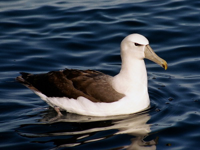 Een slag kleiner dan de reuzen albatrossen, maar als je het mij vraagt zeker niet minder mooi! Eveneens bedreigd door slechte visserij-praktijken (long-line fishing).