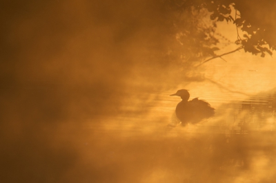 <i class='fa fa-user'></i>&nbsp;Peter Stam&nbsp;|   Fuut&nbsp; <i class='fa fa-eye'>&nbsp;438</i> &nbsp;<i class='fa fa-thumbs-up'>&nbsp;4</i> &nbsp; <i class='fa fa-comment-o'>&nbsp;11</i>