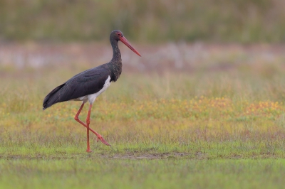 <i class='fa fa-user'></i>&nbsp;Johan G&nbsp;|   Zwarte Ooievaar&nbsp; <i class='fa fa-eye'>&nbsp;455</i> &nbsp;<i class='fa fa-thumbs-up'>&nbsp;1</i> &nbsp; <i class='fa fa-comment-o'>&nbsp;6</i>