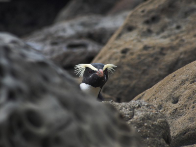 Broedt alleen aan de zuid-west kust (~Fiordland) van het Nieuw Zeelandse vaste land. Aan land in de winter en lente, van grofweg juli t/m november. Niet al te schuw, maar als ze je aanwezigheid niet op prijs stellen zijn ze snel onder/tussen de rotsen verdwenen.  Prachtig om ze van rots naar rots te zien springen!