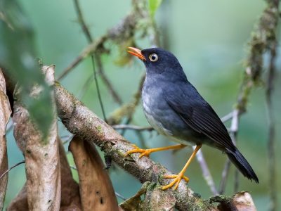 <i class='fa fa-user'></i>&nbsp;Paul van Giersbergen&nbsp;|   Grijsrugdwerglijster&nbsp; <i class='fa fa-eye'>&nbsp;267</i> &nbsp; <i class='fa fa-comment-o'>&nbsp;1</i>