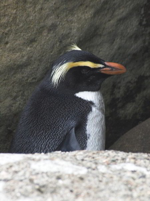 Broedt alleen aan de zuid-west kust (~Fiordland) van het Nieuw Zeelandse vaste land. Aan land in de winter en lente, van grofweg juli t/m november. Niet al te schuw, maar als ze je aanwezigheid niet op prijs stellen zijn ze snel onder/tussen de rotsen verdwenen. Prachtig om ze van rots naar rots te zien springen!