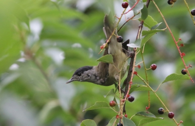Zwartkopman bessenetend in Amerikaanse vogelkers samen met vrouwtje en juvenielen.Hele series kunnen maken op 5 verschillende dagen.
