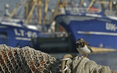 <i class='fa fa-user'></i>&nbsp;Fons Hoiting&nbsp;|   Steenloper&nbsp; <i class='fa fa-eye'>&nbsp;428</i> &nbsp;<i class='fa fa-thumbs-up'>&nbsp;1</i> &nbsp; <i class='fa fa-comment-o'>&nbsp;9</i>