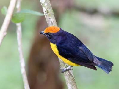 <i class='fa fa-user'></i>&nbsp;Paul van Giersbergen&nbsp;|   Bruinkaporganist&nbsp; <i class='fa fa-eye'>&nbsp;210</i> &nbsp; <i class='fa fa-comment-o'>&nbsp;2</i>