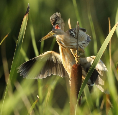 <i class='fa fa-user'></i>&nbsp;macslot&nbsp;|   Woudaap&nbsp; <i class='fa fa-eye'>&nbsp;510</i> &nbsp;<i class='fa fa-thumbs-up'>&nbsp;7</i> &nbsp; <i class='fa fa-comment-o'>&nbsp;6</i>