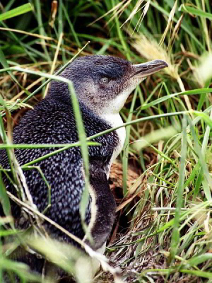 Dit is een van de drie pinguin-soorten die op het vaste land van Nieuw Zeeland broeden. Hij zit hier voor zijn nestholte, met daarin een bijna volgroeid jong. Terwijl wij daar rustig stonden te kijken, rende er iemand langs (van de zeehonden-op-het-strand naar de auto, denk ik) waarop ie zich snel in z'n nest terugtrok. Even later kwam ie er weer uit, zonder zich ook maar iets van ons aan te trekken!