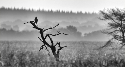 <i class='fa fa-user'></i>&nbsp;nelappelmelk&nbsp;|   Wespendief&nbsp; <i class='fa fa-eye'>&nbsp;620</i> &nbsp;<i class='fa fa-thumbs-up'>&nbsp;13</i> &nbsp; <i class='fa fa-comment-o'>&nbsp;16</i>