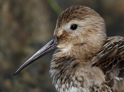 <i class='fa fa-user'></i>&nbsp;Ren�e en George&nbsp;|   Bonte Strandloper&nbsp; <i class='fa fa-eye'>&nbsp;305</i> &nbsp;<i class='fa fa-thumbs-up'>&nbsp;1</i> &nbsp; <i class='fa fa-comment-o'>&nbsp;8</i>