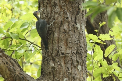 <i class='fa fa-user'></i>&nbsp;Martjan Lammertink&nbsp;|   Poederspecht&nbsp; <i class='fa fa-eye'>&nbsp;271</i> &nbsp; <i class='fa fa-comment-o'>&nbsp;5</i>