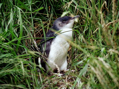 Dit is een van de drie pinguin-soorten die op het vaste land van Nieuw Zeeland broeden. Hij zit hier voor zijn nestholte, met daarin een bijna volgroeid jong. Terwijl wij daar rustig stonden te kijken, rende er iemand langs (van de zeehonden-op-het-strand naar de auto, denk ik), waarop ie zich snel in z'n nest terugtrok. Even later kwam ie er weer uit, zonder zich ook maar iets van ons aan te trekken!