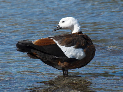 Dit is de 'eend' van de 'Paradise Shelduck'-familie die ik met hoop op een goede foto-kans een tijdje gevolgd heb. Naarmate de kuikens groter werden, werd de familie ook steeds minder schuw - waarschijnlijk door voeren. Komt zeer algemeen voor in NZ, een van de weinige inheemse vogelsoorten die geprofiteerd heeft van de komst van de mens (meer open land?), behalve in het eenden-jachtseizoen dan...