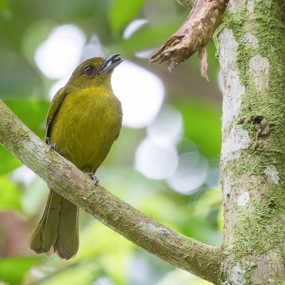 <i class='fa fa-user'></i>&nbsp;Paul van Giersbergen&nbsp;|   Carmiols Tangare&nbsp; <i class='fa fa-eye'>&nbsp;247</i> &nbsp; <i class='fa fa-comment-o'>&nbsp;1</i>