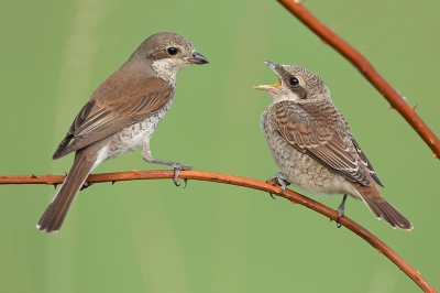 <i class='fa fa-user'></i>&nbsp;Luc Meert&nbsp;|   Grauwe Klauwier&nbsp; <i class='fa fa-eye'>&nbsp;660</i> &nbsp;<i class='fa fa-thumbs-up'>&nbsp;17</i> &nbsp; <i class='fa fa-comment-o'>&nbsp;18</i>