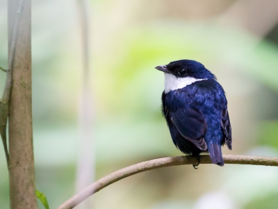 <i class='fa fa-user'></i>&nbsp;Paul van Giersbergen&nbsp;|   Westelijke Witbefmanakin&nbsp; <i class='fa fa-eye'>&nbsp;253</i> &nbsp; <i class='fa fa-comment-o'>&nbsp;1</i>