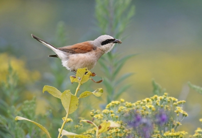 <i class='fa fa-user'></i>&nbsp;Gejo Wassink&nbsp;|   Grauwe Klauwier&nbsp; <i class='fa fa-eye'>&nbsp;669</i> &nbsp;<i class='fa fa-thumbs-up'>&nbsp;12</i> &nbsp; <i class='fa fa-comment-o'>&nbsp;20</i>