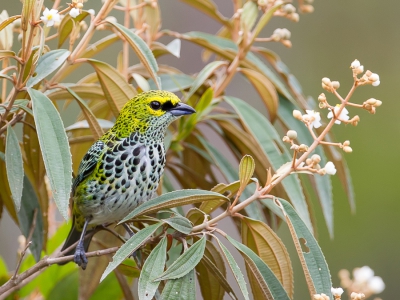 <i class='fa fa-user'></i>&nbsp;Paul van Giersbergen&nbsp;|   Spikkeltangare&nbsp; <i class='fa fa-eye'>&nbsp;433</i> &nbsp;<i class='fa fa-thumbs-up'>&nbsp;9</i> &nbsp; <i class='fa fa-comment-o'>&nbsp;10</i>