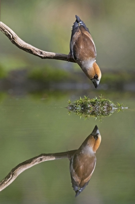 <i class='fa fa-user'></i>&nbsp;Arjan Troost&nbsp;|   Appelvink&nbsp; <i class='fa fa-eye'>&nbsp;813</i> &nbsp;<i class='fa fa-thumbs-up'>&nbsp;2</i> &nbsp; <i class='fa fa-comment-o'>&nbsp;14</i>