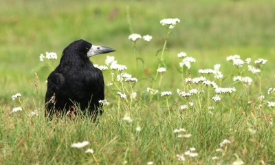 <i class='fa fa-user'></i>&nbsp;kruisje2000&nbsp;|   Roek&nbsp; <i class='fa fa-eye'>&nbsp;307</i> &nbsp;<i class='fa fa-thumbs-up'>&nbsp;2</i> &nbsp; <i class='fa fa-comment-o'>&nbsp;10</i>