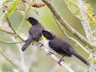 <i class='fa fa-user'></i>&nbsp;Paul van Giersbergen&nbsp;|   Witnekstruikgors&nbsp; <i class='fa fa-eye'>&nbsp;235</i> &nbsp; <i class='fa fa-comment-o'>&nbsp;1</i>