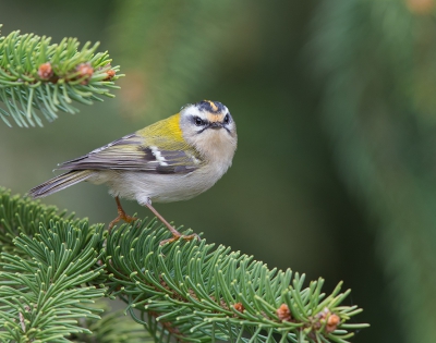 <i class='fa fa-user'></i>&nbsp;vogeljan&nbsp;|   Vuurgoudhaan&nbsp; <i class='fa fa-eye'>&nbsp;534</i> &nbsp;<i class='fa fa-thumbs-up'>&nbsp;10</i> &nbsp; <i class='fa fa-comment-o'>&nbsp;8</i>