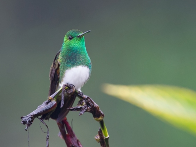 <i class='fa fa-user'></i>&nbsp;Paul van Giersbergen&nbsp;|   Edwards Amazilia&nbsp; <i class='fa fa-eye'>&nbsp;350</i> &nbsp;<i class='fa fa-thumbs-up'>&nbsp;1</i> &nbsp; <i class='fa fa-comment-o'>&nbsp;4</i>