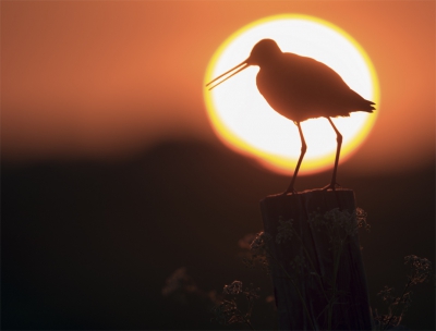 Foto gemaakt op Texel in mei 2016. Ik wilde de Grutto graag tijdens zonsopgang in het zonnetje zetten, hem/haar feliciteren met benoeming tot Nationale Vogel van Nederland.