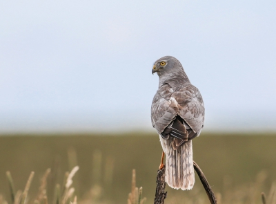 <i class='fa fa-user'></i>&nbsp;Jan P&nbsp;|   Blauwe Kiekendief&nbsp; <i class='fa fa-eye'>&nbsp;510</i> &nbsp;<i class='fa fa-thumbs-up'>&nbsp;6</i> &nbsp; <i class='fa fa-comment-o'>&nbsp;5</i>