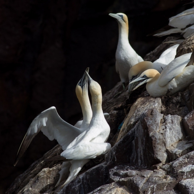 <i class='fa fa-user'></i>&nbsp;Richard Oud&nbsp;|   Jan-van-gent&nbsp; <i class='fa fa-eye'>&nbsp;303</i> &nbsp;<i class='fa fa-thumbs-up'>&nbsp;2</i> &nbsp; <i class='fa fa-comment-o'>&nbsp;4</i>