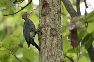 <i class='fa fa-user'></i>&nbsp;Martjan Lammertink&nbsp;|   Poederspecht&nbsp; <i class='fa fa-eye'>&nbsp;378</i> &nbsp; <i class='fa fa-comment-o'>&nbsp;3</i>