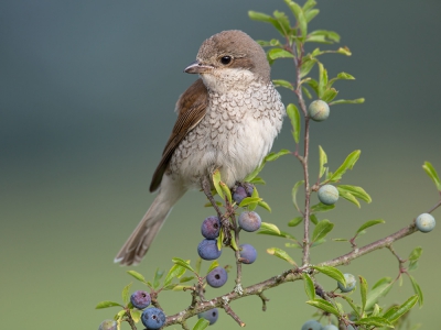 <i class='fa fa-user'></i>&nbsp;Luc Meert&nbsp;|   Grauwe Klauwier&nbsp; <i class='fa fa-eye'>&nbsp;516</i> &nbsp;<i class='fa fa-thumbs-up'>&nbsp;13</i> &nbsp; <i class='fa fa-comment-o'>&nbsp;13</i>