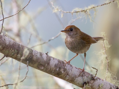 <i class='fa fa-user'></i>&nbsp;Paul van Giersbergen&nbsp;|   Bergdwerglijster&nbsp; <i class='fa fa-eye'>&nbsp;243</i> &nbsp; <i class='fa fa-comment-o'>&nbsp;1</i>