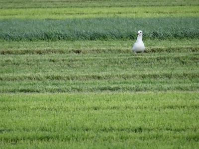 <i class='fa fa-user'></i>&nbsp;guido mwm&nbsp;|   Kokmeeuw&nbsp; <i class='fa fa-eye'>&nbsp;225</i> &nbsp;<i class='fa fa-thumbs-up'>&nbsp;4</i> &nbsp; <i class='fa fa-comment-o'>&nbsp;15</i>