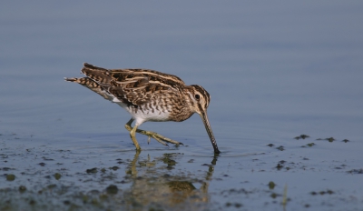 Het was vandaag prima weer om eens in het fotoarchief te duiken en daar kwam ik deze foto tegen van bijna precies een jaar geleden. Die dag was het een topdag: zonnig, geen wind, prachtig licht en volop vogels vlak voor de hut. 
O.a. deze Watersnip kwam vlak voor de hut.