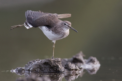 <i class='fa fa-user'></i>&nbsp;Luc Meert&nbsp;|   Witgat&nbsp; <i class='fa fa-eye'>&nbsp;488</i> &nbsp;<i class='fa fa-thumbs-up'>&nbsp;12</i> &nbsp; <i class='fa fa-comment-o'>&nbsp;17</i>